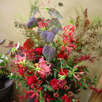 スタンド・胡蝶蘭-No.001