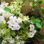 スタンド・胡蝶蘭-No.004