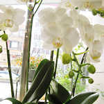 スタンド・胡蝶蘭-No.011