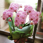 スタンド・胡蝶蘭-No.012