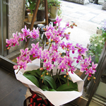 スタンド・胡蝶蘭-No.013