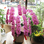 スタンド・胡蝶蘭-No.014