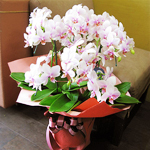 スタンド・胡蝶蘭-No.016