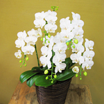 スタンド・胡蝶蘭-No.017